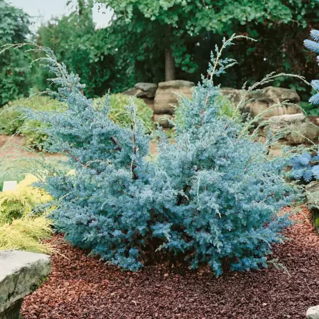 Juniperus Chinensis Blue Alps - Ghiveci 2 L - Inaltime 100 - 120 cm