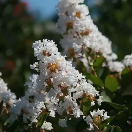 Lagerstroemia Indica - Liliacul Indian Alb - Ghiveci 2 l - Inaltime 50 - 60 cm