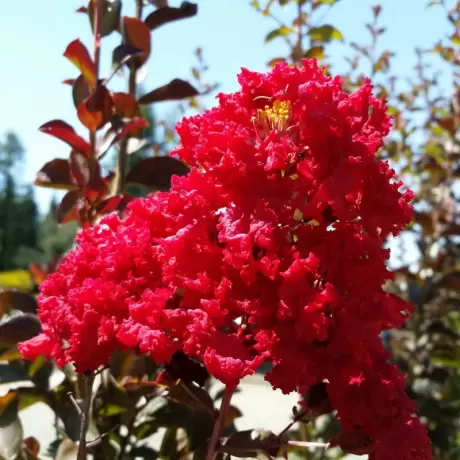 Lagerstroemia Indica - Liliacul Indian Rosu - Ghiveci 2 l - Inaltime 50 - 60 cm