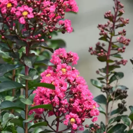 Lagerstroemia Indica - Liliacul Indian Roz - Ghiveci 2 l - Inaltime 50 - 60 cm