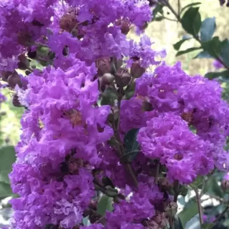 Lagerstroemia Indica - Liliacul Indian Violet - Ghiveci 2 l - Inaltime 50 - 60 cm