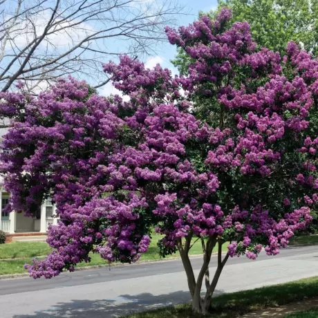 Lagerstroemia Indica - Liliacul Indian Violet - Ghiveci 2 l - Inaltime 50 - 60 cm