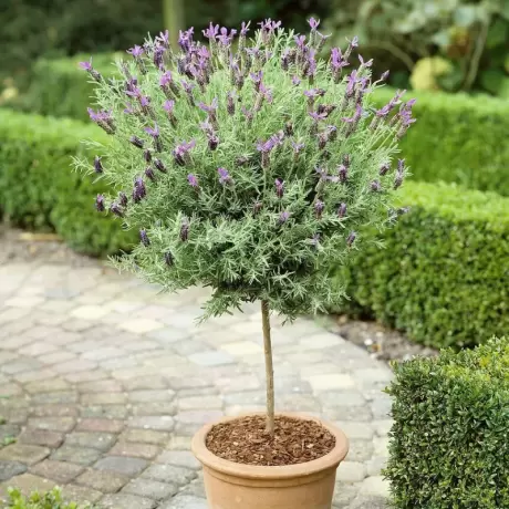 Lavanda Pomisor Roz - La Ghiveci - Inaltime 50 - 60 cm