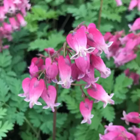 Cerceii Doamnei Luxuriant ( Dicentra)