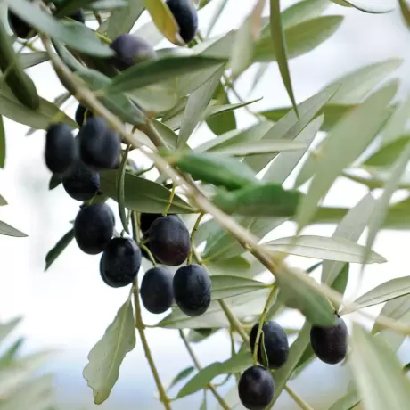 Pom fructifer - Maslin Pomisor - Masline Negre - La Ghiveci - Inaltime 60 - 70 cm