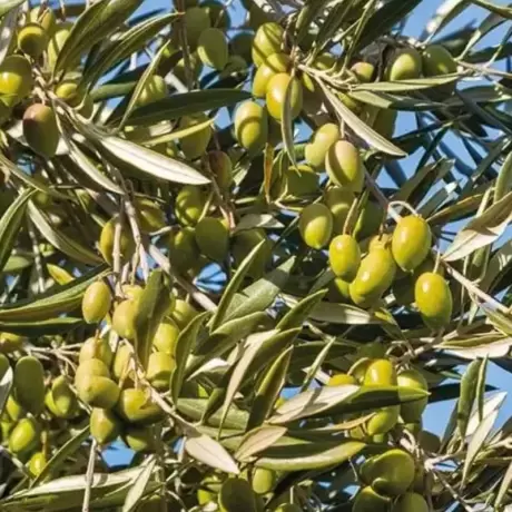 Pom fructifer - Maslin Pomisor - Masline Verzi - La Ghiveci - Inaltime 60 - 70 cm