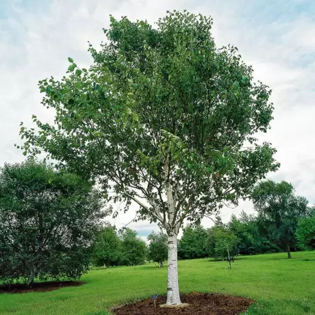 Mesteacan - Betula Pendula - Ghiveci 3 L - Inaltime 120 - 140 cm