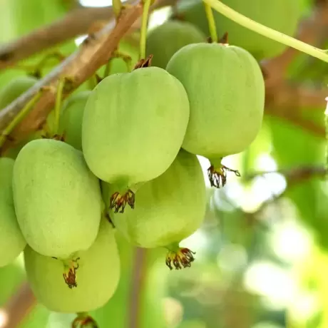 Pom fructifer - Mini Kiwi dr Szymanowski la Ghiveci 5L