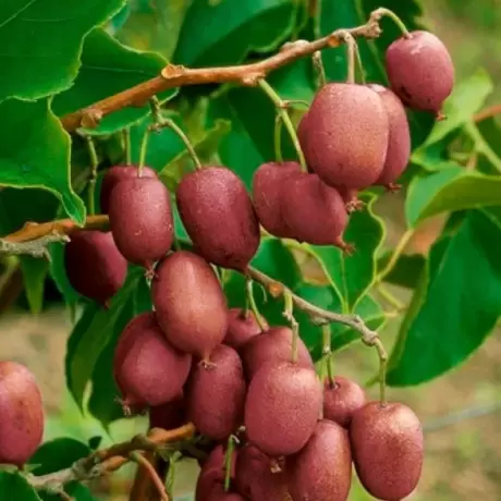 Pom fructifer - Mini Kiwi Actinidia Jenny la Ghiveci 5L