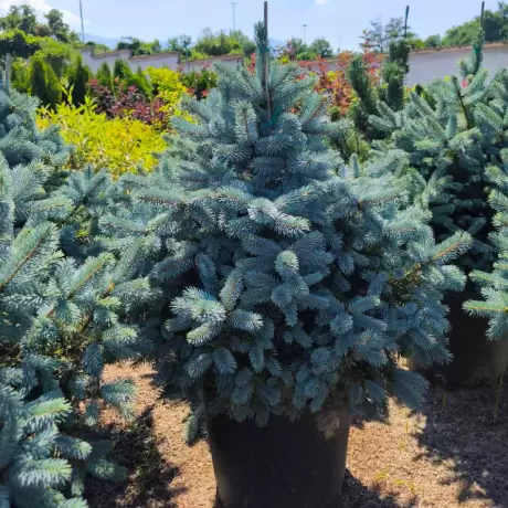 Molid argintiu (Picea pungens Super Blue Seedling) la Ghiveci de 20L (120-150 cm)