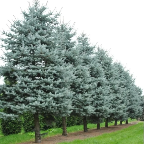 Molid argintiu (Picea pungens Super Blue Seedling) la Ghiveci de 20L (120-150 cm)