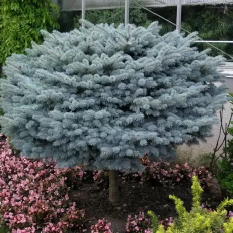 Molid Argintiu Globular - Picea Pungens Glauca Globosa - Ghiveci 20 l - Inaltime 60 - 80 cm