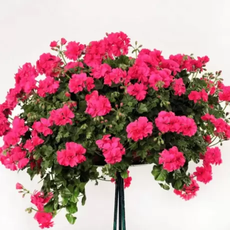 Mușcată Curgătoare - Roky Pink - Ghiveci 12 cm - Înălțime 40 - 50  cm