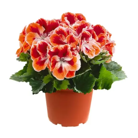 Mușcată englezească - Mandarin - Ghiveci 12 cm - Înălțime 30 - 40 cm