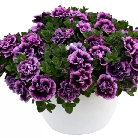 Petunie Dublă Parfumată - Violet - La Ghiveci - Înălțime 20 - 30 cm