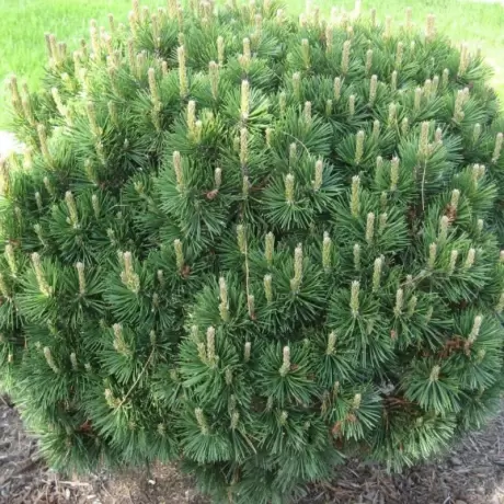 Pin Pitic - Pinus Mugo Gnom - Ghiveci 10 l - Inaltime 40 - 60 cm