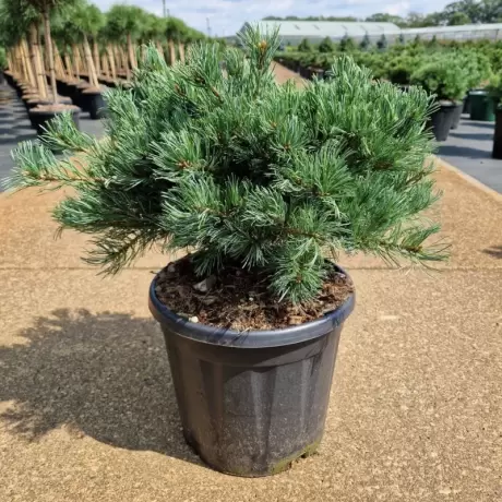 Pin Alb - Pinus Parviflora Linda - Ghiveci 15 l - Inaltime 50 - 70 cm