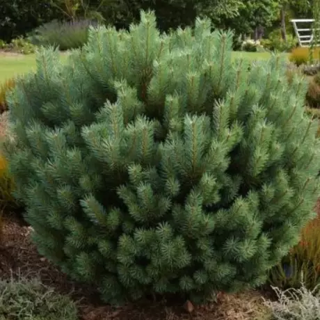 Pin Siberian - Pinus Sylvestris Wetereri- Ghiveci 15 l - Inaltime 50 - 70 cm