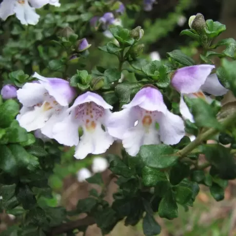 Prostanthera Cuneata - Ghiveci 2 l - Inaltime 20 - 30 cm