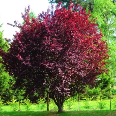 Prunus Nigra cu Radacina Impachetata - Inaltime 150 - 180 cm