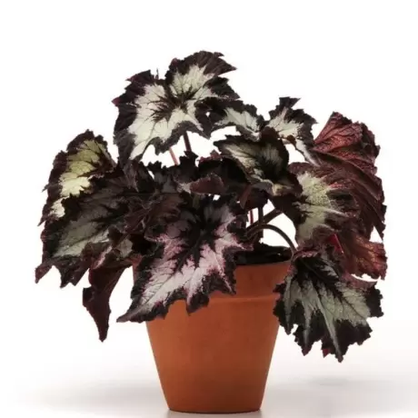 Begonia REX - Assortmen - La Ghiveci - Inaltime 20 - 30 cm