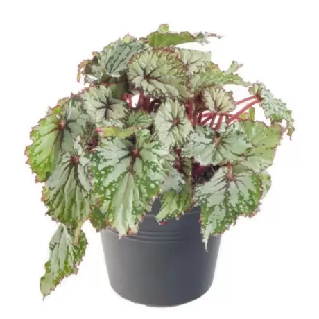 Begonia REX - Odissy - La Ghiveci - Inaltime 20 - 30 cm