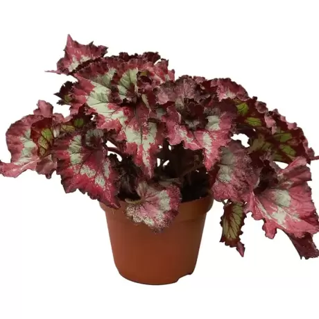 Begonia REX - Red Flash - La Ghiveci - Inaltime 20 - 30 cm