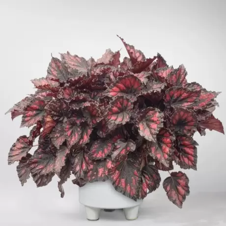 Begonia REX - Red Robin - La Ghiveci - Inaltime 20 - 30 cm