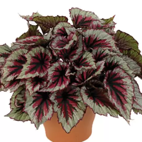 Begonia REX - Salsa - La Ghiveci - Inaltime 20 - 30 cm