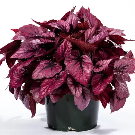 Begonia REX - Shadow King - La Ghiveci - Inaltime 20 - 30 cm