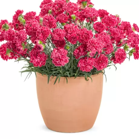 Garofițe Duble Parfumate - Raspberry Ruffles - Ghiveci 1 L - Înălțime 20 - 30 cm