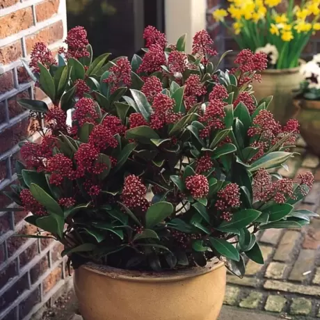 Liliac Japonez - Skimmia Japonica Red - Ghiveci 5 l - Inaltime 60 - 70 cm