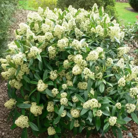 Liliac Japonez - Skimmia Japonica White - Ghiveci 5 l - Inaltime 60 - 70 cm