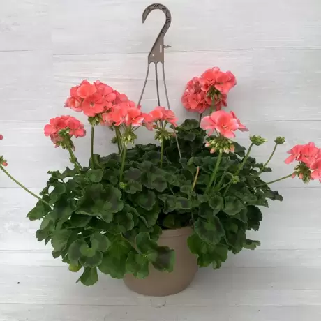 Mușcate - Sweet Coral - Ghiveci Suspendat de 30 cm - Înălțime 30 - 40 cm