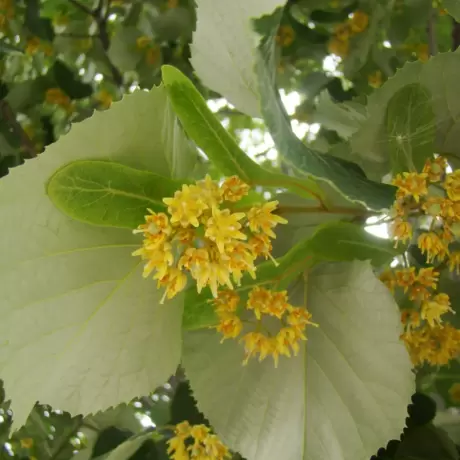 Tei Argintiu - Tilia Tomentosa - Ghiveci 3 L - Inaltime 100 - 120 cm