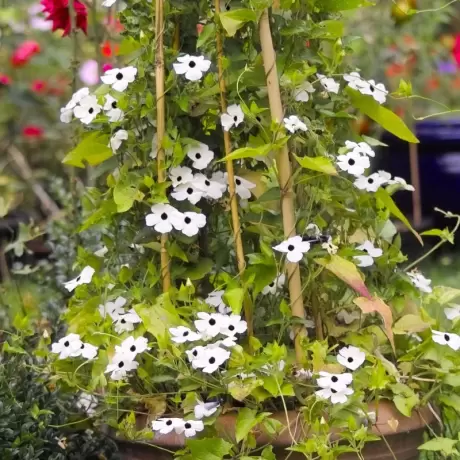 Thunbergia Alata - White - Ghiveci 3 l - Inaltime 60 - 80 cm