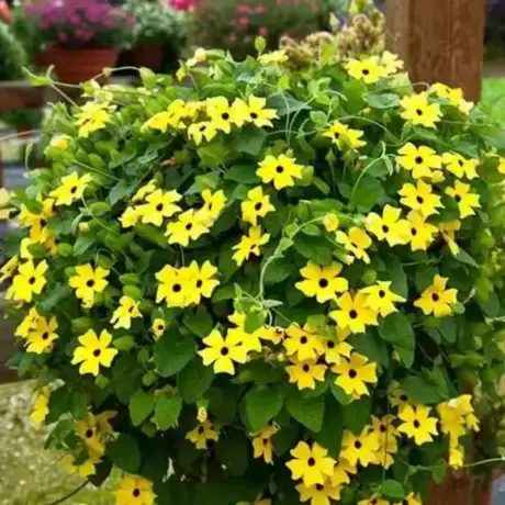 Thunbergia Alata - Yellow - Ghiveci 3 l - Inaltime 60 - 80 cm