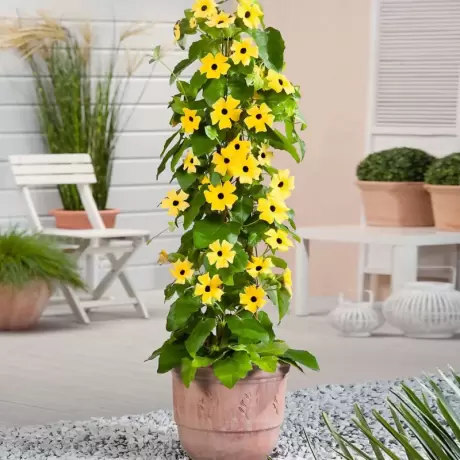 Thunbergia Alata - Yellow - Ghiveci 3 l - Inaltime 60 - 80 cm