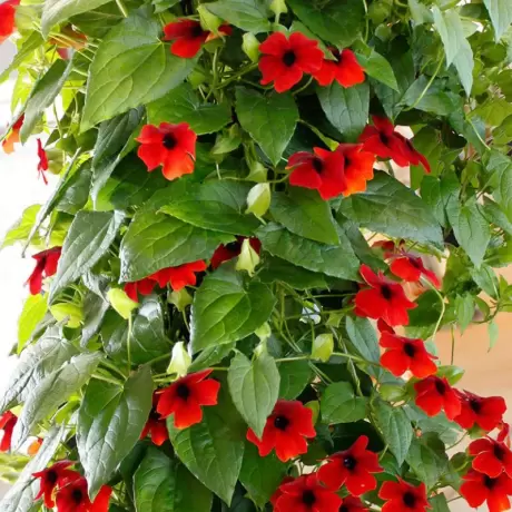 Thunbergia Alata - Red- Ghiveci 3 l - Inaltime 60 - 80 cm