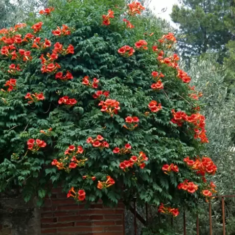 Campsis - Pipa Turcului - Flamenco - Ghiveci 2 l - Inaltime 70 - 90 cm