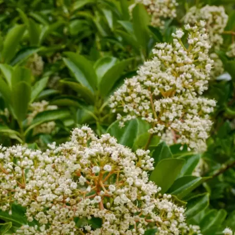 Calin - Viburnum Awabuki - Ghiveci 5 l - Inaltime 60 - 70 cm