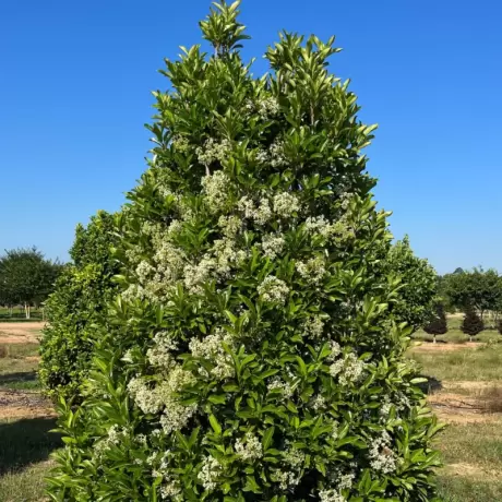 Calin - Viburnum Awabuki - Ghiveci 5 l - Inaltime 60 - 70 cm