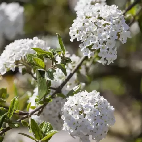 Calin - Viburnum Burkwodii - Ghiveci 5 l - Inaltime 60 - 70 cm