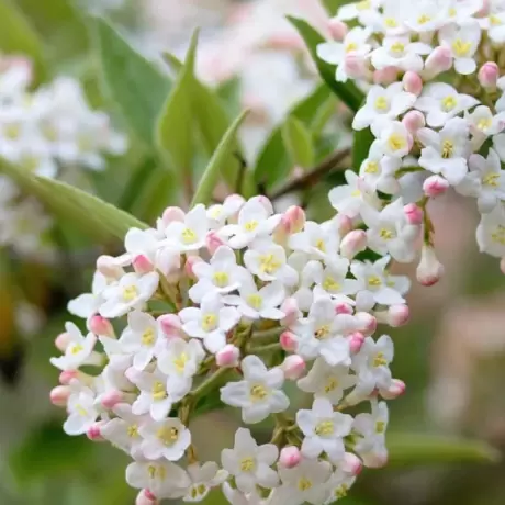 Calin - Viburnum Burkwodii - Anna Russel - Ghiveci 5 l - Inaltime 60 - 70 cm