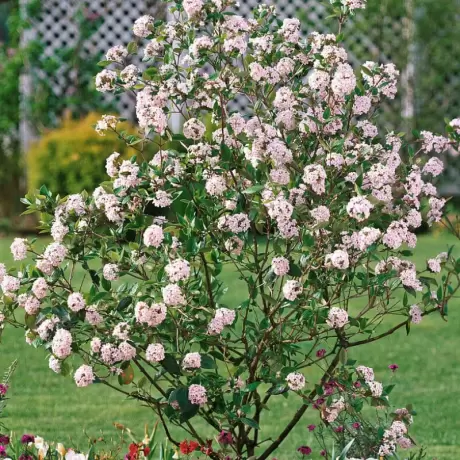 Calin - Viburnum Burkwodii - Anna Russel - Ghiveci 5 l - Inaltime 60 - 70 cm