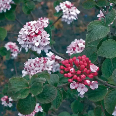 Calin - Viburnum Carlessi Aurora - Ghiveci 5 l - Inaltime 60 - 70 cm