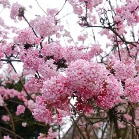 Calin - Viburnum Charles Lamont - Ghiveci 5 l - Inaltime 60 - 70 cm