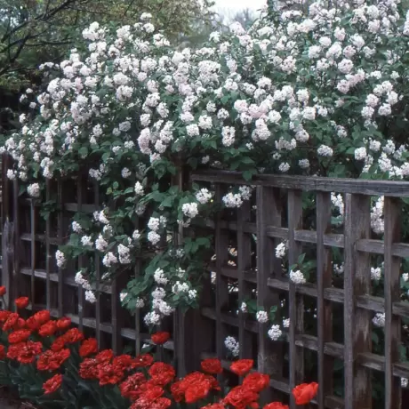 Calin - Viburnum Judii - Ghiveci 5 l - Inaltime 60 - 70 cm