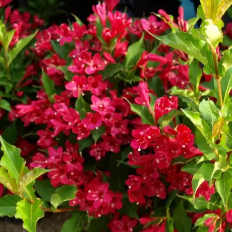 Weigela Red Prince - La Ghiveci - Înălțime 50 - 60 cm