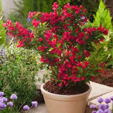 Weigela Red Prince - La Ghiveci - Înălțime 50 - 60 cm